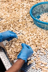 Fortune Business Insights Report Maps Cashew Nuts Market Growth, Processing Trends to 2034