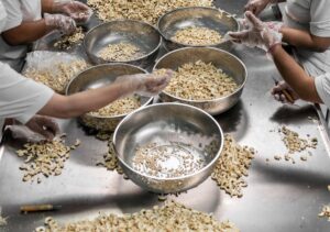 Cashew Processors Face Mounting Pressure to Upgrade for Higher-Value Product Lines