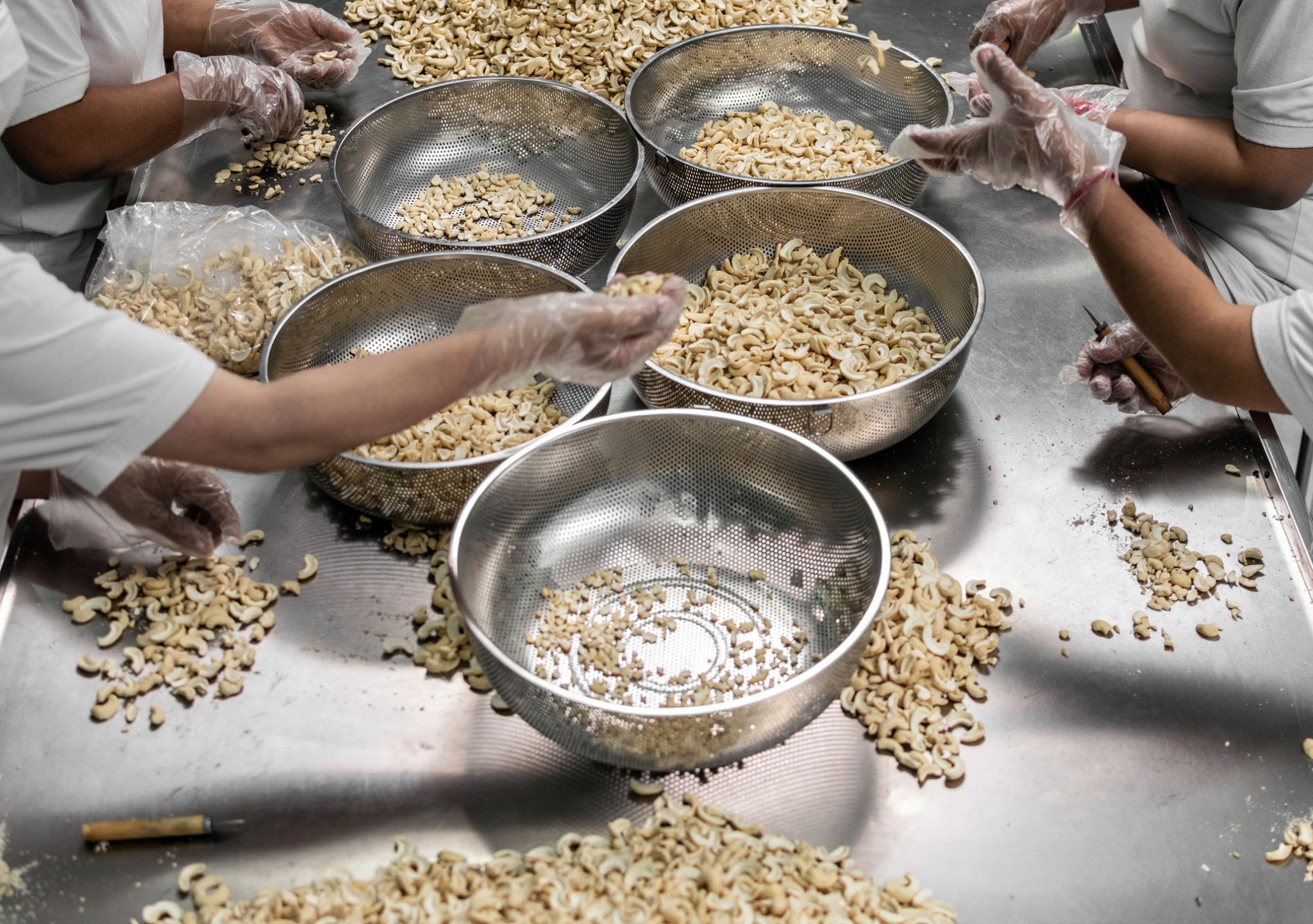 Cashew Processing in Africa: Market Trends, Investment Opportunities, and Practical Solutions