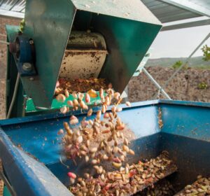 ACPG Urges Ghana to Prioritise Local Cashew Processing for Job Creation